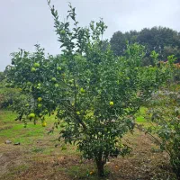 ۲۰۰ متر در دل جنگل های لاهیجان