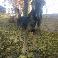 تعدادی سگ سرابی و عراقی