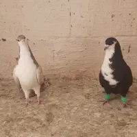 رسمی، شیرازی