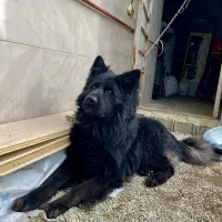 ژرمن بلک نر