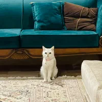 واگذاری گربه بریتیش نر و ماده