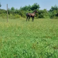 اسب|اسب و تجهیزات اسب‌سواری|لاهیجان, لفمجان|دیوار