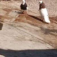 کفترطوقی