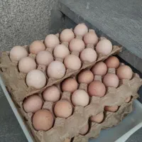 فروش تخم مرغ محلی تازه