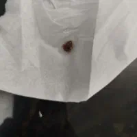 سمپاشی ساس سوسک سم پاشی موش گال کنه تضمینی مشهد