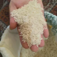 (برنجتو مستقیم از شالیکار مازندرانی در تبریز  بخر)|خوردنی و آشامیدنی|تبریز, |دیوار