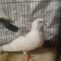 یک جفت کبوتر با جوجه|پرنده|رشت, پاره بیجار|دیوار