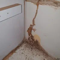 سمپاشی صدراریشه کنی موریانه|خدمات نظافت|زاهدان, |دیوار