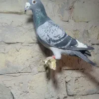 کبوترفروشی|پرنده|رشتخوار, |دیوار