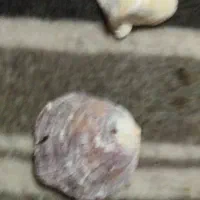 صدف زیبا از دریای کیش|کلکسیون اشیاء عتیقه|بافت, |دیوار