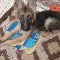 سگ ژرمن شپر|سگ|تهران, جوانمردان (اندیشه)|دیوار