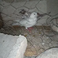 فروشی|پرنده|بندرعباس, |دیوار