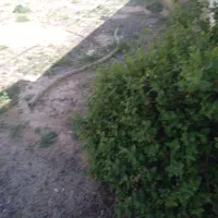 زمین