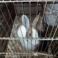 خرگوش بزرگ نر