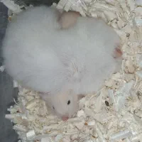 همسترخوشگل|موش و خرگوش|مسجد سلیمان, |دیوار