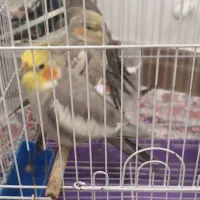 فروش  طوطی عروس هلندی