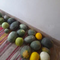 خربزه دیم و محلی و گورجه محلی