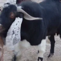 کره نر اصل مری|حیوانات مزرعه|هامون, |دیوار