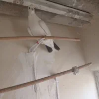 کبوتر کله ماستی.کله دم سبز پاکستانی پرشی|پرنده|کرج, حسین‌آباد|دیوار