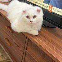 گربه میکس بریتیش و اسکاتیش|گربه|بابل, |دیوار