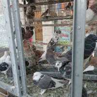 کبوتر دونه ای 110 تومن|پرنده|مشکین‌دشت, |دیوار