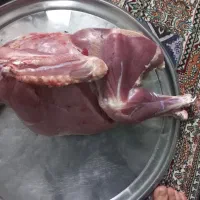 گوشت بقلمون|حیوانات مزرعه|مشهد, شهرک امام هادی (شهرک غرب)|دیوار