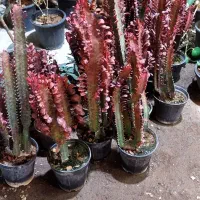 گل افوربیا گندمی