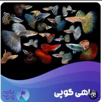 ماهی گوپی مولد