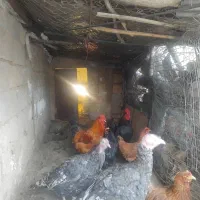 مرغ محلی نژاد دار