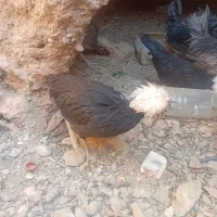 فروش تعدادی خروس