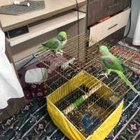 شاه طوطی|پرنده|ساوه, |دیوار