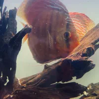 دیسکس وارداتی مولد|ماهی|کرج, گوهردشت|دیوار