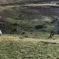 اسب کرد با شجره نوه کامران قدیری|اسب و تجهیزات اسب‌سواری|مشگین شهر, |دیوار