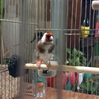 سهره جوجه قفس ۲ ساله