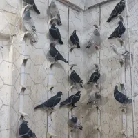 کبوتر
