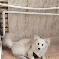 سگ پامر نر