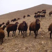 فروش گوسفند بره بز و بزغاله
