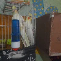 جفت عروس هلندی کار به شرط جوجه