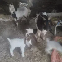 بز بزغاله|حیوانات مزرعه|تربت‌حیدریه, بالا ولایت|دیوار