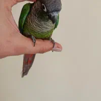 طوطی گرینچیک|پرنده|تهران, مینای شمالی (مخبر)|دیوار