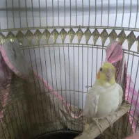 عروس هلندی|پرنده|مشهد, انقلاب|دیوار