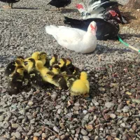 جوجه اردک اسراییلی|حیوانات مزرعه|رشت, توشیبا|دیوار