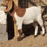 بزغاله پاکستانی دوقل زا