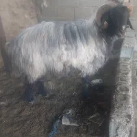 فروش قوچ ملهه  سفید پشم|حیوانات مزرعه|استهبان, |دیوار