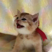 گربه پشمالو و خونگی|گربه|شیراز, فرهنگ شهر|دیوار