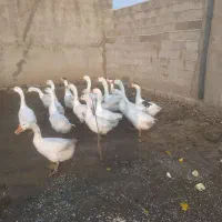 قو‌قاز‌محلی