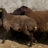 بره ماده، بره نر همو وهترو