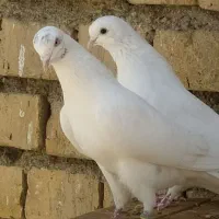 فروش کبوتر پرشی
