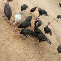 مرغ خروس بوقلمون|حیوانات مزرعه|شیراز, ارم|دیوار