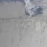 کبوتر پرشی|پرنده|انگوت, |دیوار